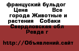 француский бульдог › Цена ­ 40 000 - Все города Животные и растения » Собаки   . Свердловская обл.,Ревда г.